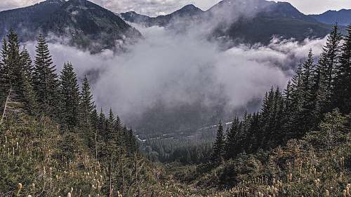 plant aerial photography of mountain range during daytime abies