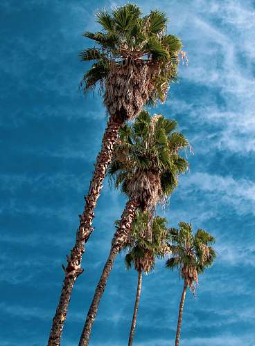 arecaceae four palm oil trees under blue sky flora