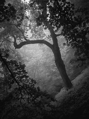black-and-white grayscale photography of trees plant