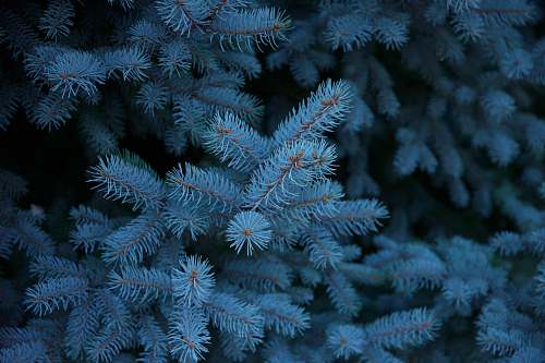 plant green pine tree filled with snow fayetteville