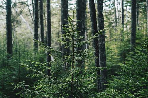 nature low-angle photography of trees forest