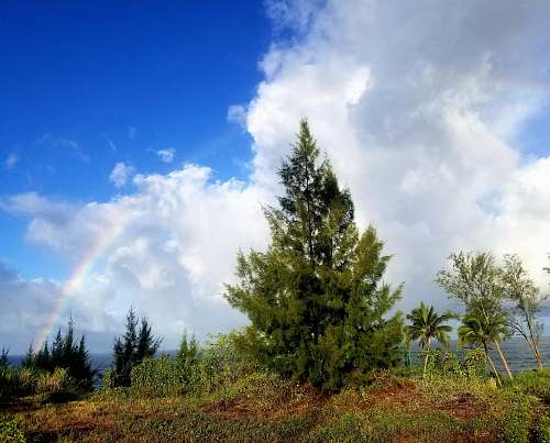 plant rainbow over white clouds abies