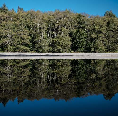 plant reflection of trees on water tree
