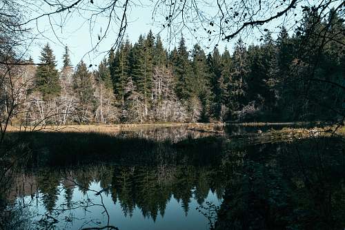 abies trees beside body of water during daytime fir