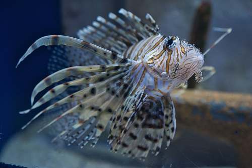 grey white and gray pet fish aquatic