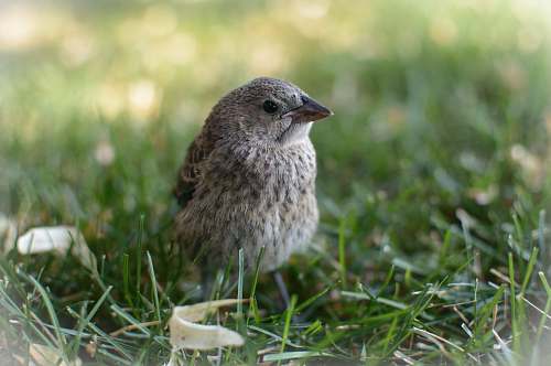 bird selective photo of sparrow bird on grass field spokane