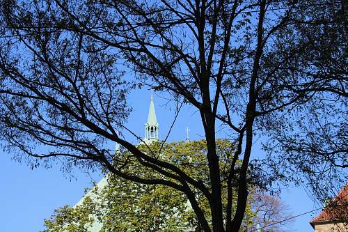 building brown trees spire