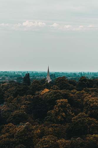 building green trees near city steeple