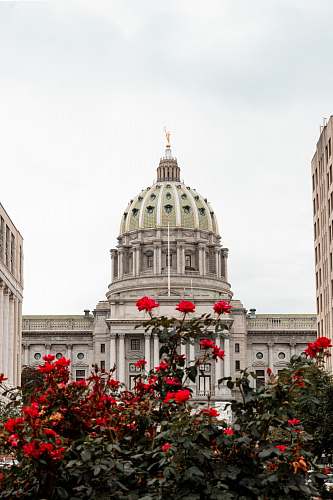 building Pennsylvania State Capitol near red rose flowers dome