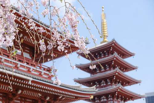 building red temple surrounded with pink cherry blossoms pagoda
