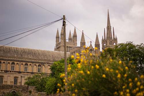 building yellow petaled flower near brown concrete building spire