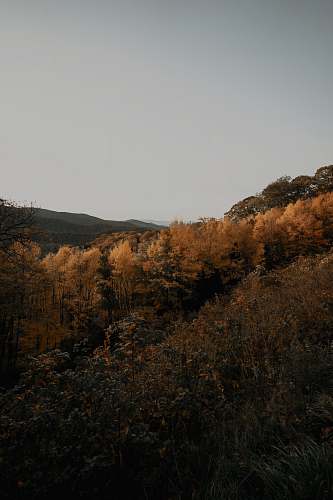  brown trees under white sky 