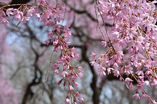  pink and white flowers in tilt shift lens 