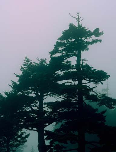 conifer green trees with fog background fir
