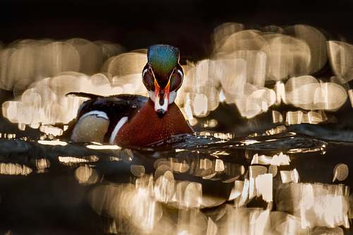 bird  duck