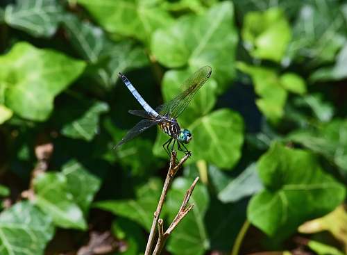 dragonfly  insect