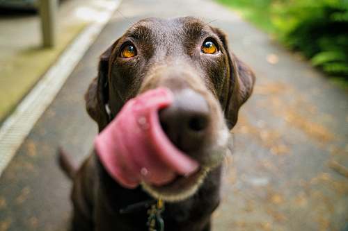 dog adult chocolate Labrador retriever pet