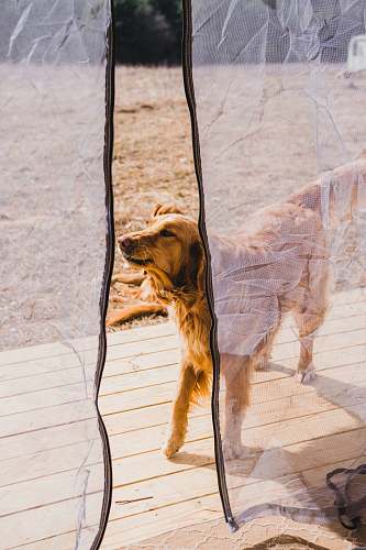 dog adult Golden Retriever outside mosquito net during daytime catskill