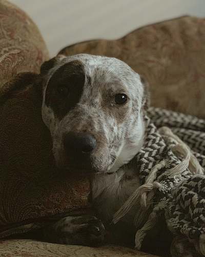 canine adult white and black American pit bull terrier dog