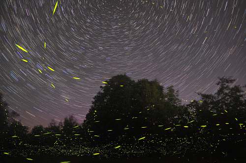 invertebrate Aurora Light during nighttime insect