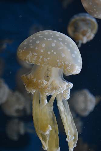 jellyfish beige jelly fish invertebrate