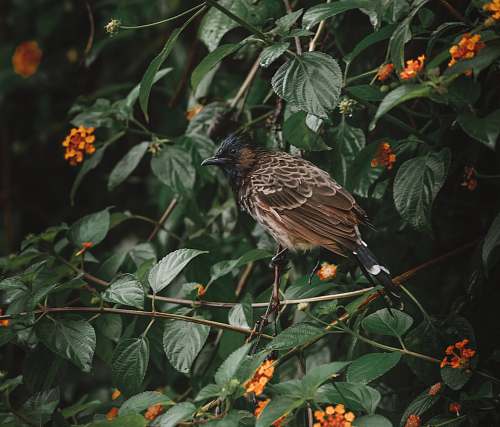 flower black and brown bird on green plant leaf