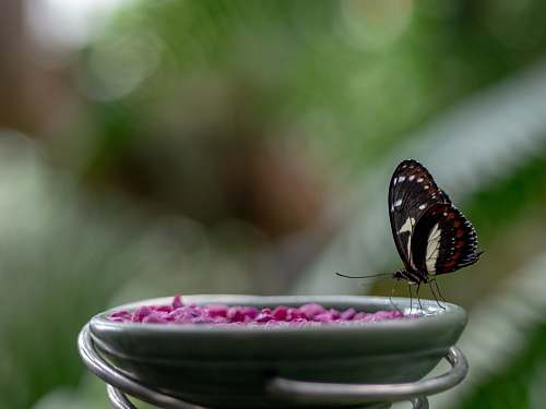 bee black and brown butterfly perched on green ceramic bowl in closeup photography honey bee
