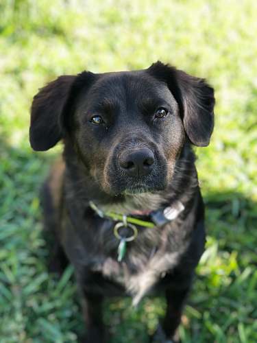 canine black and brown short coated dog on green grass during daytime dog