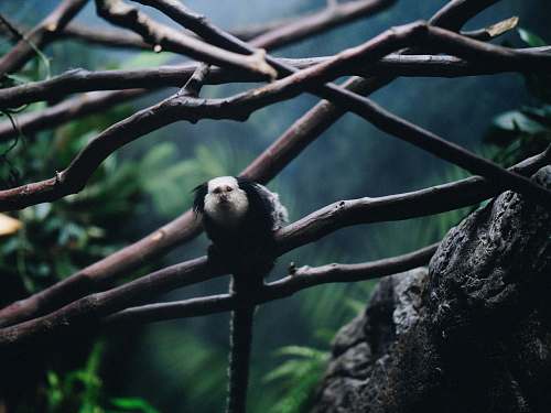 zoo black and white animal on brown tree selective focus photgraphy brooklyn