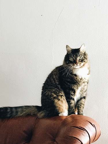 cat black and white cat on brown leather chair pet