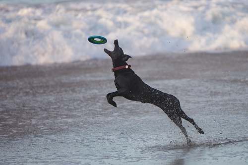 dog black dog catching frisbee santa cruz
