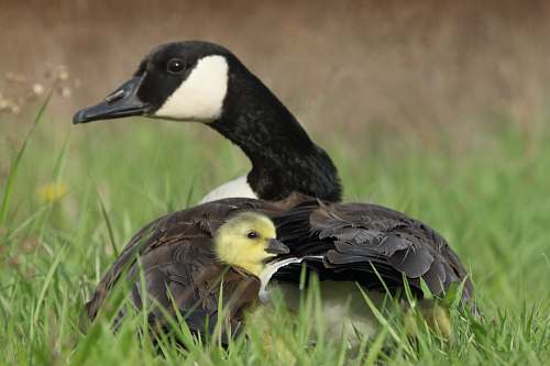 bird black duck beside duckling on grass goose