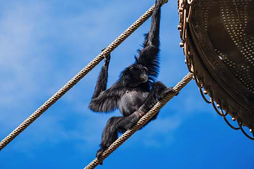 wildlife black monkey on brown wooden boat under blue sky during daytime ape