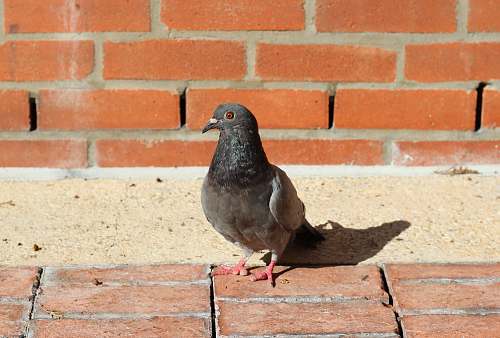 bird black pigeon on brown concrete bricks pigeon