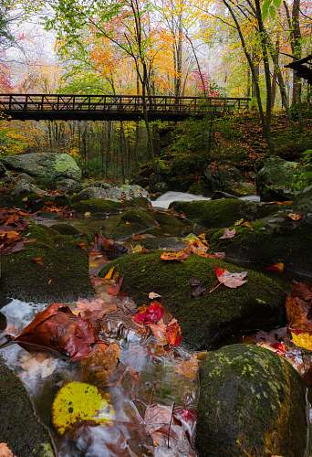 carp bridge beside green leaf trees fish
