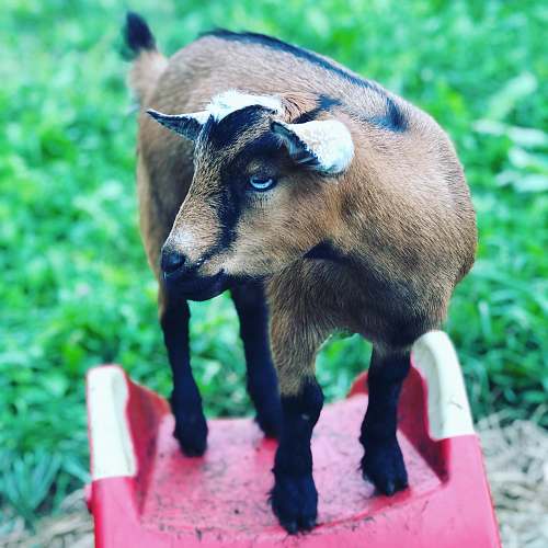 goat brown and black goat kid on red surface mammal