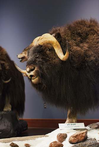mammal brown and gray hairy ox taxidermy byu campus