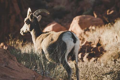 goat brown and white deer on grassland utah