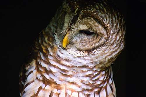 bird brown and white owl beak
