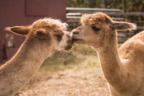 camel brown camels mammal