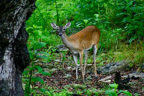 deer brown deer in forest wildlife