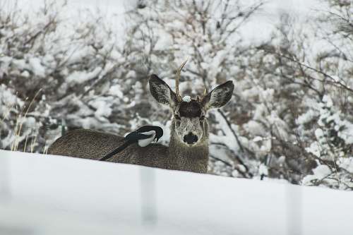 bird brown deer near tree covered with snow magpie
