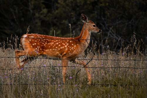 deer brown deer on grass at daytime mammal