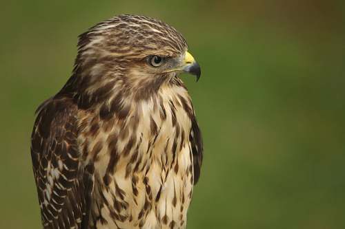 buzzard brown eagle north carolina