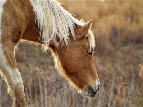 horse brown horse with white mane eating foal
