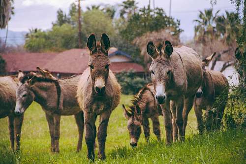cattle brown horses on pasture during daytime cow