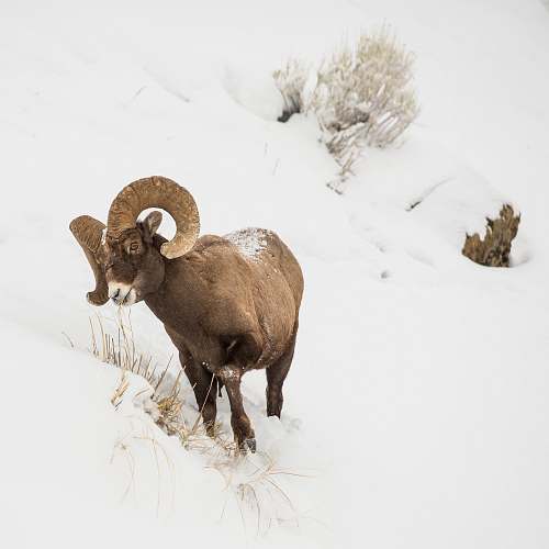 mammal brown ram on snow covered ground during daytime sheep