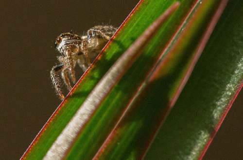 spider brown spider arachnid