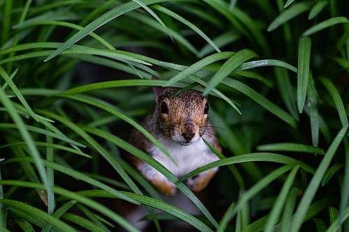 rodent brown squirrel hiding on grass at daytime washington square west