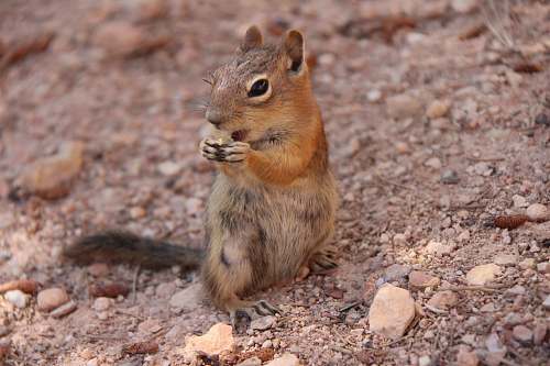 rodent brown squirrel standing on gravel squirrel